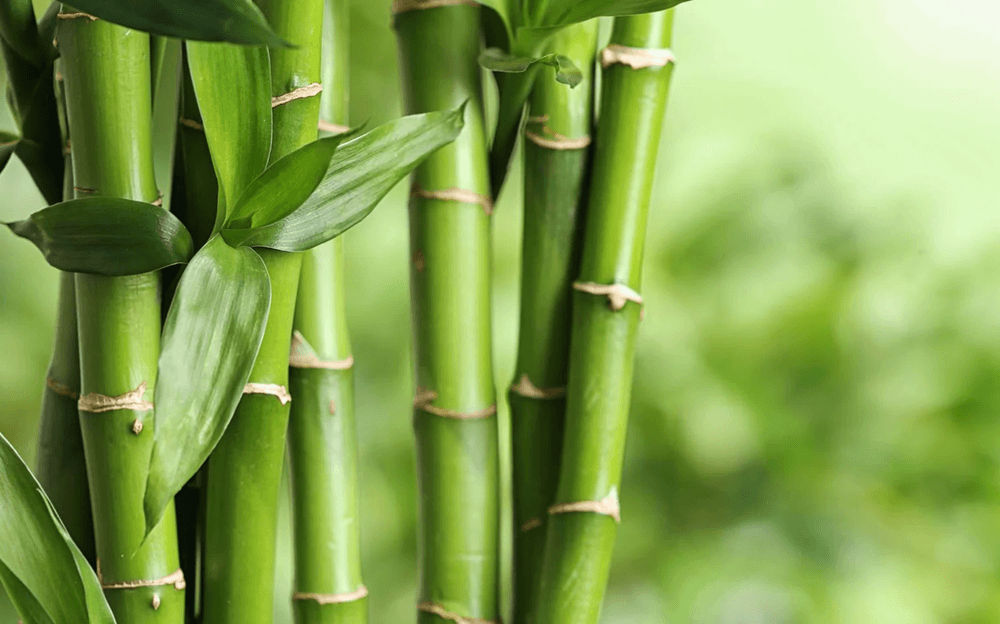 Environmentally Friendly Bamboo