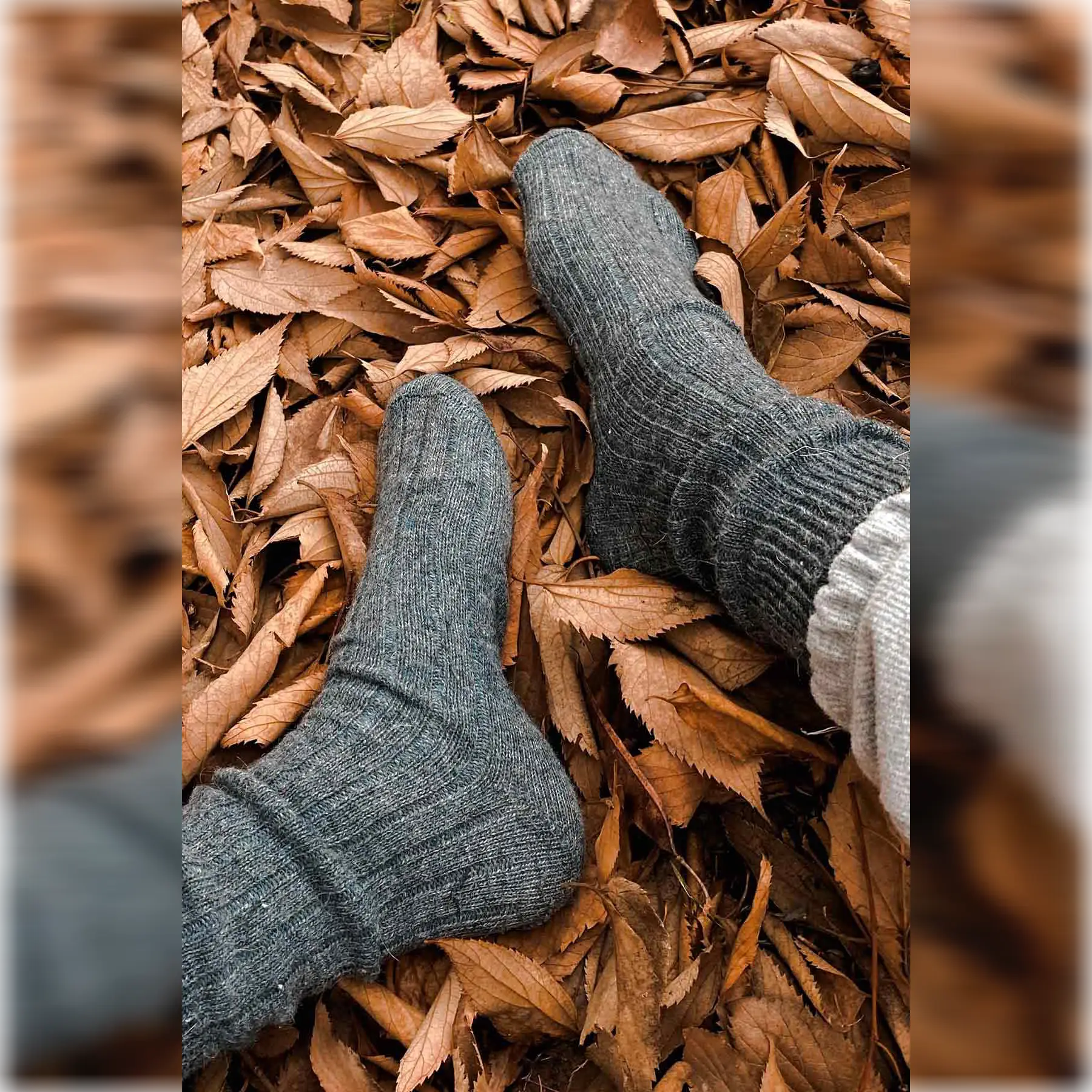 A person wearing plain grey Alpaca and merino wool socks while resting them in a bed of autumn leaves