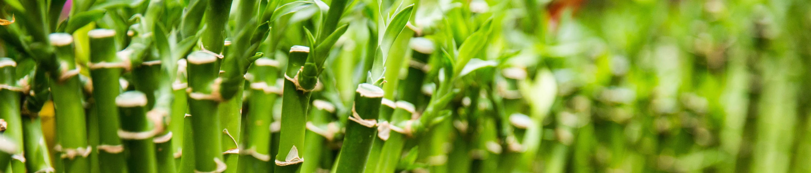 page header, photo of cut bamboo plants